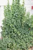 Efeu Woerner 80-100 cm, im Topf - Hedera helix, immergrün Produktbild-Vorschau 5