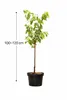 Ciliegio dolce Lapins 100–120 cm – ciliegio autofertile, Anteprima dell’immagine prodotto 5