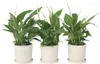 Friedenslilie - Einblatt - 3 Stk - Spathiphyllum Torelli - Produktbild-Vorschau 7