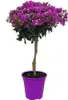 Bugenwilla - Bougainvillea 'Alexandra' - Wysokość 50-60cm - Podgląd zdjęcia produktu 1