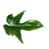 Philodendron Florida Beauty Green - Ami des arbres Voir les images du produit 2