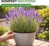 Lavendel Echter Samen - Lavandula angustifolia - Produktbild-Vorschau 6