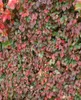 Parthenocissus tricuspidata 'Veitchii', Wilder Wein, 40–60 Produktbild-Vorschau 8
