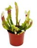 Trubkovitá rostlina - Sarracenia "Eva" - Masožravá rostlina Náhled obrázku produktu 2