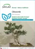 SAFLAX - olivovník - Olea europea - 20 Semena Náhled obrázku produktu 1
