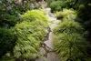 A garden path lined with ornamental grasses and flowers. Produktbild-Vorschau