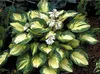 Stauden Gänge 1 x Hosta sieboldiana 'Great Expectations' im Produktbild-Vorschau 2