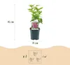 Green boutiQ - Plante de jardin - Syringa vulgaris Ludwig Voir les images du produit 3