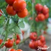 Frassor Odchód Owadów (5 kg – na 50 m2) - Organifer Podgląd zdjęcia produktu 5