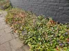 Pôdny krytinový materiál - Ceratostigma plumbaginoides - Náhľad obrázku produktu 8