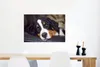 MuchoWow® Poster Ein Berner Sennenhund liegt auf dem Sofa Produktbild-Vorschau 5