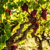 Winorośl właściwa - 3 szt - Vitis vinifera 'pinot gris' - Podgląd zdjęcia produktu 4