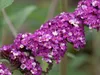Sada 3 kríkov motýľovníka – Buddleja davidii 'Berries & Náhľad obrázku produktu 5
