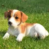 Figurine décorative de jardin Jack Russel Voir les images du produit 4