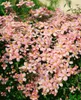 Clematis montana 'Rubens', Berg-Waldrebe, rosa Blüten, Produktbild-Vorschau 10