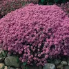 6 x tymián obecný - Thymus serpyllum  | Květináč 9 cm x 9 Náhled obrázku produktu 2