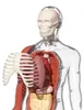 Jeu STEM Anatomie humaine, TopBright Voir les images du produit 5