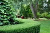Stauden Gänge 100 x Ilex crenata 'Convexa' - Löffel Ilex - Produktbild-Vorschau 3