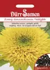 Zwergsonnenblume Teddybär | Zwergsonnenblumensamen von Dürr Produktbild-Vorschau 4