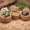 Paranussschale Natur Deko 7–10cm - Qurico Terrarium Produktbild-Vorschau 8