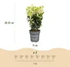 Green boutiQ - 40x Euonymus japonica Paloma Blanca - Voir les images du produit 3