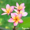 Frangipani Tekuté Hnojivo 2x1 L – 3-4-3 NPK – Pro Plumeria Náhled obrázku produktu 8