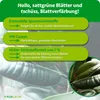 Purgrün Gummibaum-Dünger 1 Liter Produktbild-Vorschau 3