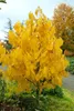 Indianerbanane 80-100 cm, im Topf - Asimina triloba Produktbild-Vorschau 3
