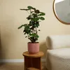 Bloomique - Polyscias Fabian - Aralia - Plantes d'intérieur Voir les images du produit 2