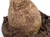 Bloomique - Zestaw 2 szt. - Beaucarnea Recurvata - Elephant Podgląd zdjęcia produktu 4