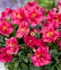 BALDUR Garten Winterharte Alstromeria Incalys® 'Cherry', 1 Produktbild-Vorschau 2