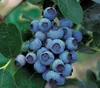 Dehner Gourmet Garten Heidelbeere Spartan, aromatisch, ca. Produktbild-Vorschau 1