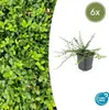 Euonymus fort. 'Minimus' | 6 stuks - 10-25cm - Ø9cm - Productafbeelding-voorbeeld 1