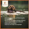 A dog swimming in water with a stick in its mouth, with text listing product benefits. Anteprima dell’immagine prodotto