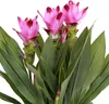 Bloomique - Curcuma Siam - Tulipan syjamski - Roślina Podgląd zdjęcia produktu 3