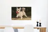 MuchoWow® Poster Ein Malteser mit einem roten Ball 90x60 cm Produktbild-Vorschau 5