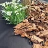 A close-up of snowdrops growing next to a tree trunk, with bark mulch and black landscape fabric. Produktbild-Vorschau