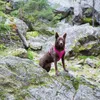 Rukka Pets Hundegeschirr "Comfort Air Harness" pink, Größe: Produktbild-Vorschau 4