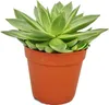 Echeveria agavoides - große Pflanze im 12cm Topf Produktbild-Vorschau 2