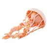 Safari animal de jeu méduse 12,75 cm rose Voir les images du produit 4