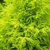 Green boutiQ - Zimmerpflanzen - Cupressus Gold Crest Wilma Produktbild-Vorschau 4