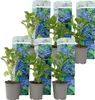 A collection of potted hydrangeas with decorative sleeves. Produktbild-Vorschau