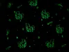 A pattern of glow-in-the-dark unicorns and stars on a black background. Anteprima dell’immagine prodotto