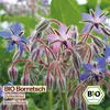 Samenliebe  Borretsch Samen | Gurkenkraut - essbare Blüten Produktbild-Vorschau 4