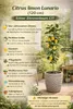 Citrus limon Lunario 120 cm – Albero di limone vero C17 – Anteprima dell’immagine prodotto 5