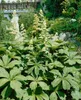 Rodgersia pinnata, Schaublatt, ca. 11x11 cm Topf, Produktbild-Vorschau 3