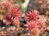 Stauden Gänge 1 x Acaena microphylla ’Kupferteppich’ - Produktbild-Vorschau 2