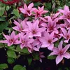 2 x Clematis hagley Hybrid (plamének) - sada 2 popínavých Náhled obrázku produktu 3