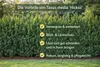 Stĺpovitý tis Hicksii 80–100 cm – Taxus media „Hicksii“ Náhľad obrázku produktu 3