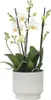 Schmetterlingsorchidee - Phalaenopsis Multiflora - Höhe Produktbild-Vorschau 5